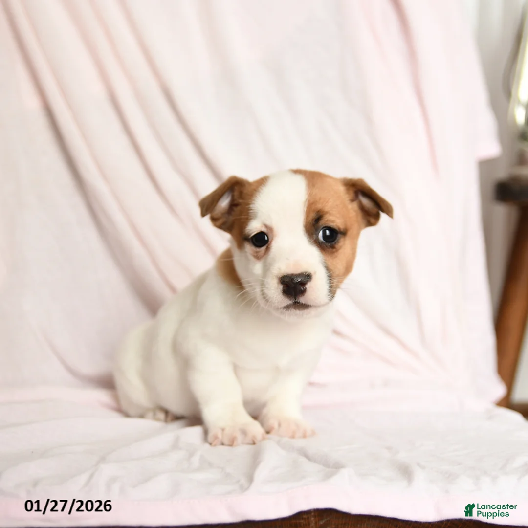 Jack Russell Terrier dogs for sale: Buster - Ad 1