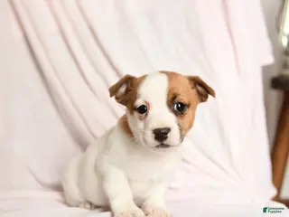 Jack Russell Terrier dogs Buster - Ad 27