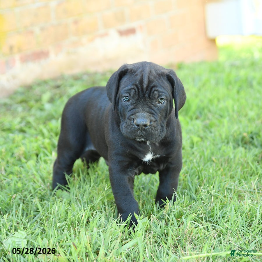 Cane Corso dogs Dallas - Ad 1