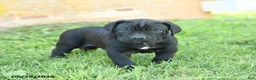 Cane Corso dogs for sale: Dallas - Ad 1