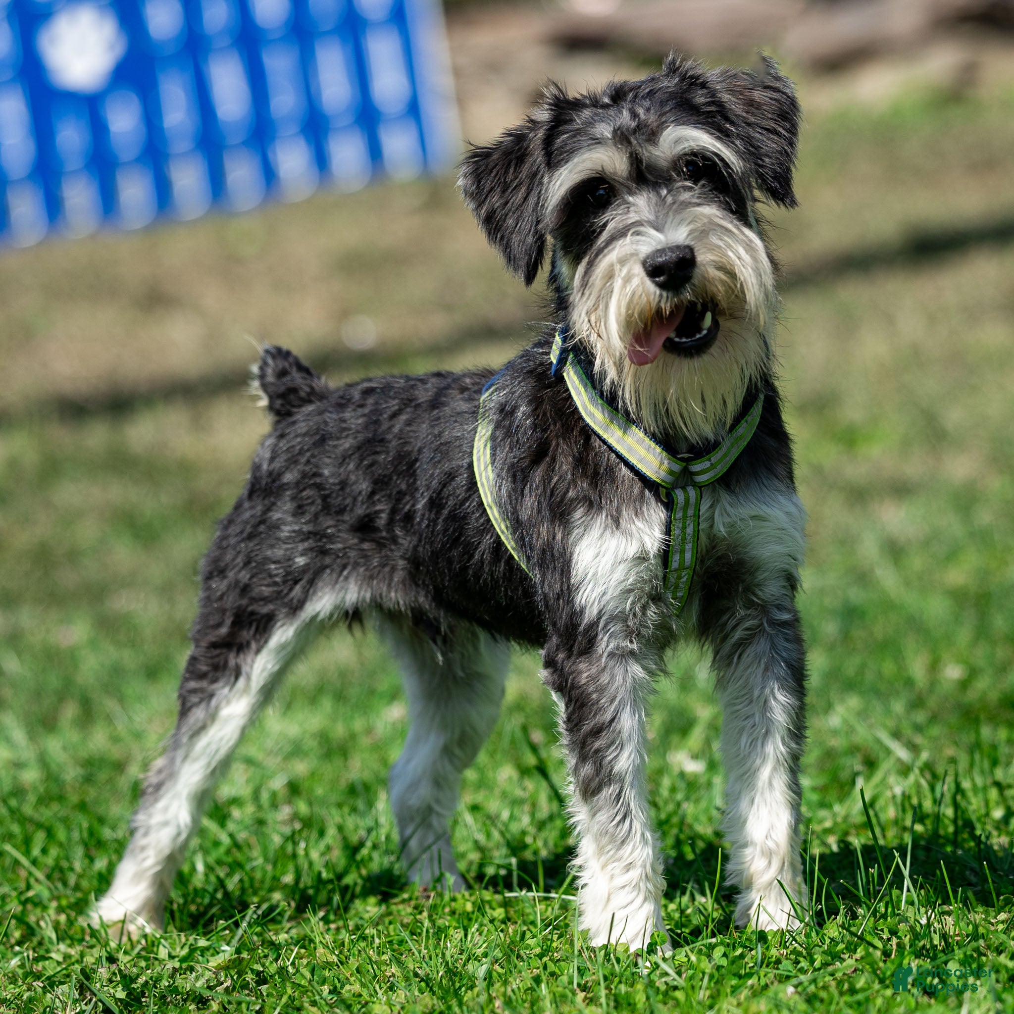 Mini Schnauzers Standard Schnauzer Breeders Midwest Male Miniature