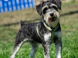 Miniature Schnauzer dogs - Ad 11