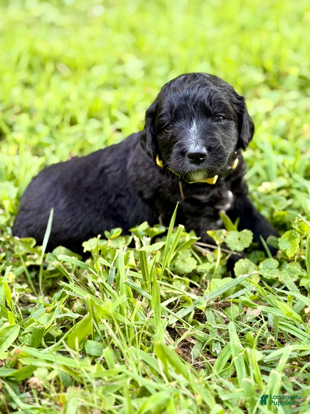 Bernedoodle dogs for sale: Yellow - the youngest  - Ad 1
