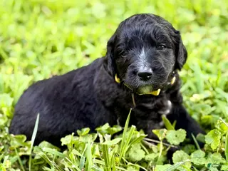 Bernedoodle dogs Yellow - the youngest - Ad 5