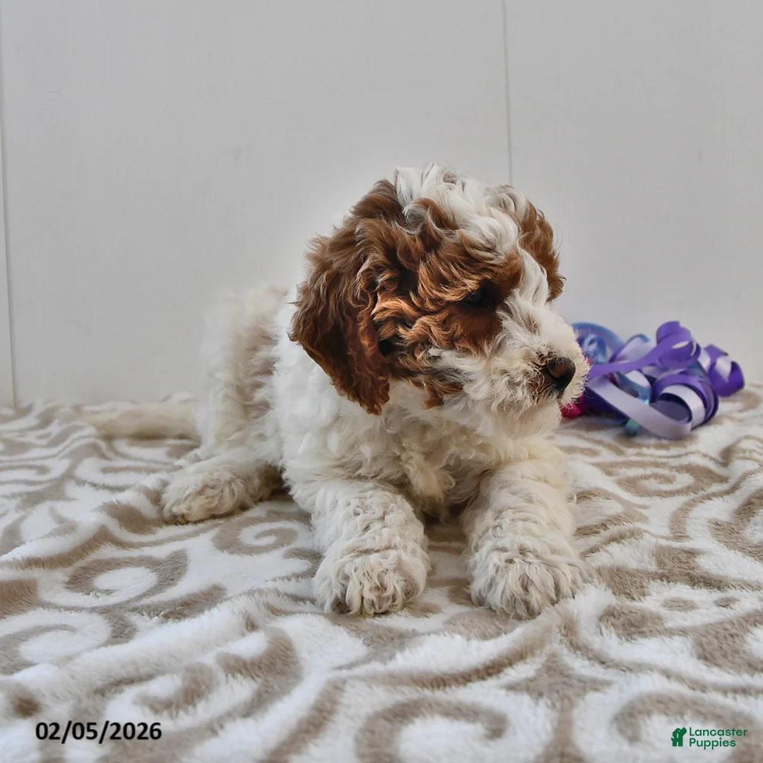 Mini Goldendoodle dogs for sale: Oakley - Ad 5