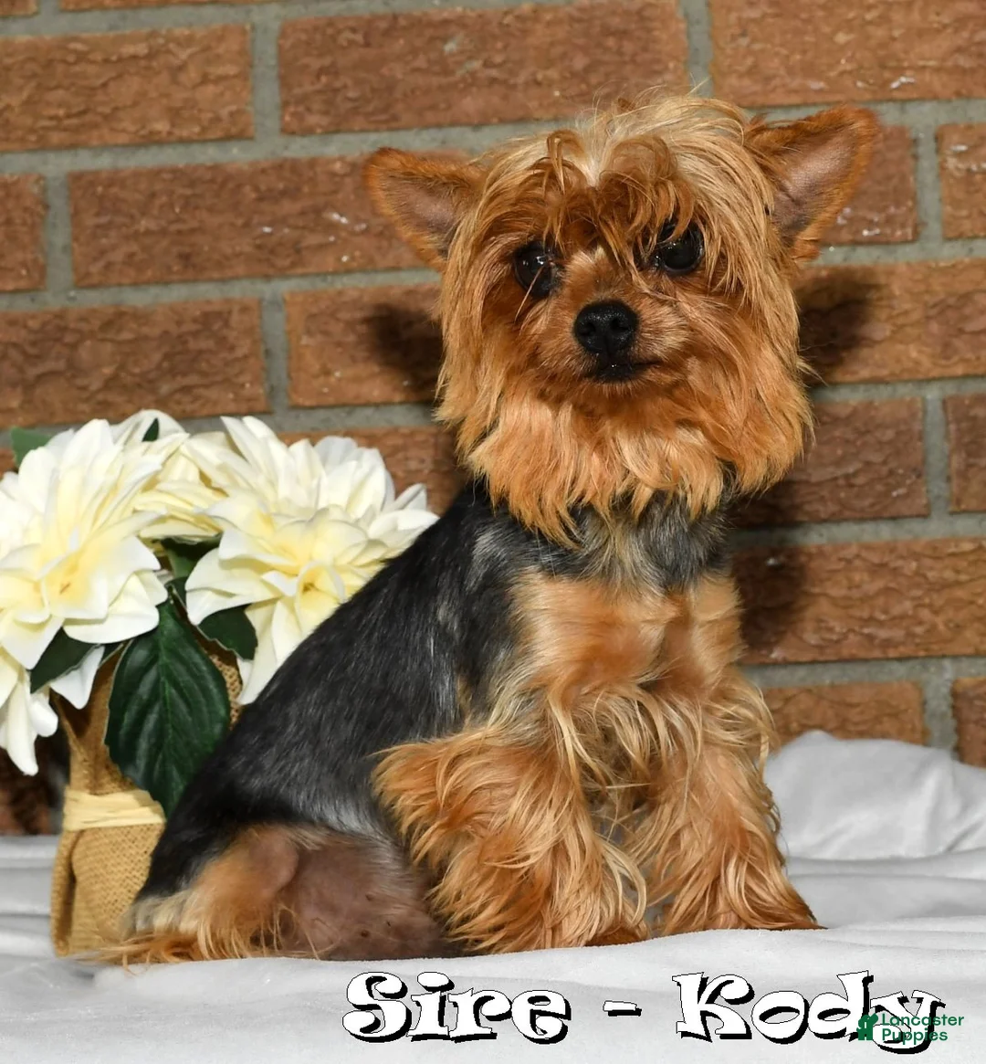 Yochon dogs for sale: Tony - Ad 7