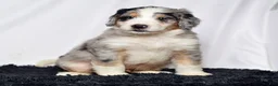 Bernedoodle dogs for sale: Mr. Hector - Ad 4