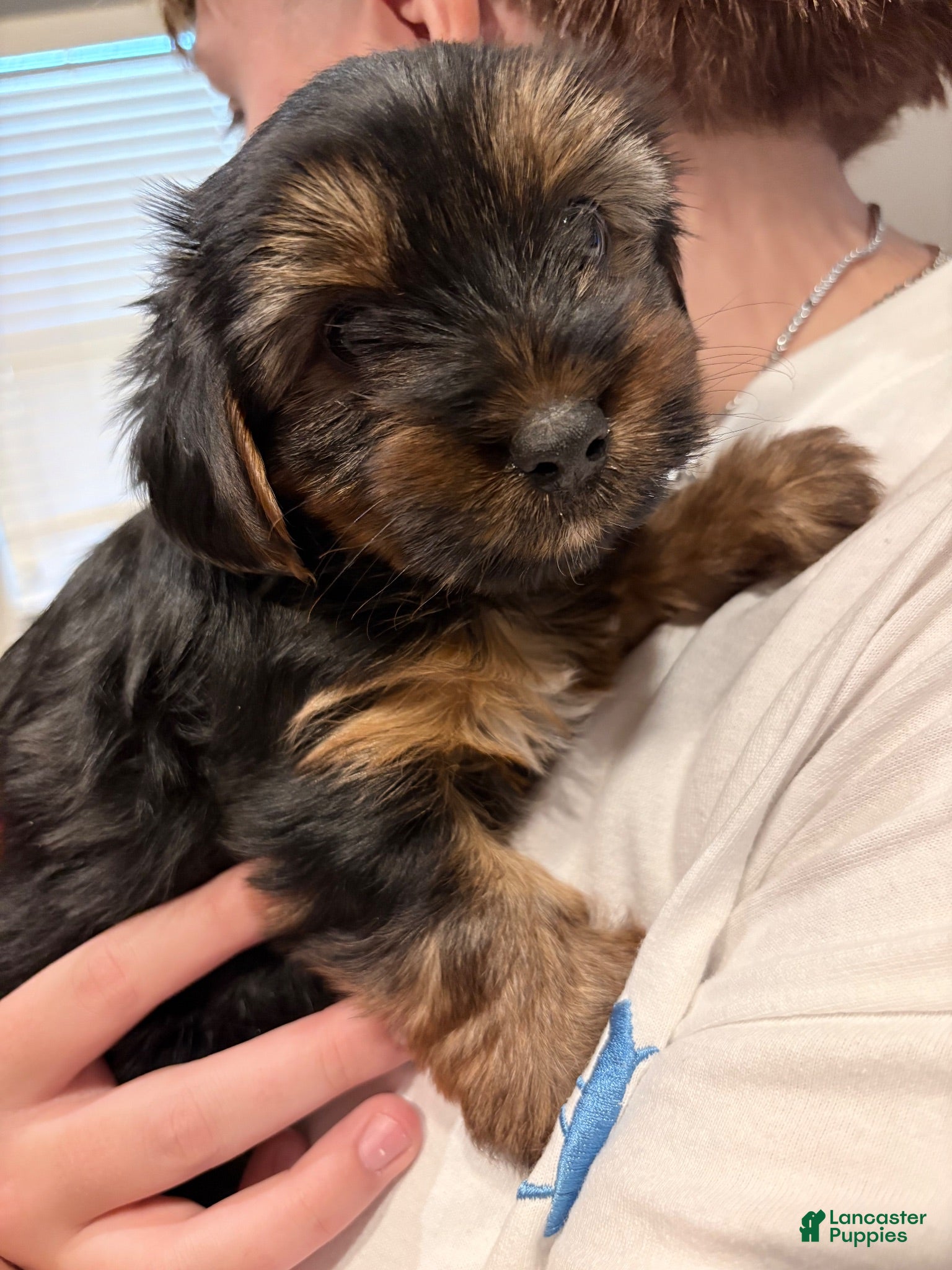 Yorkshire Terrier dogs Yorkshire Terrier 1 - Ad 10