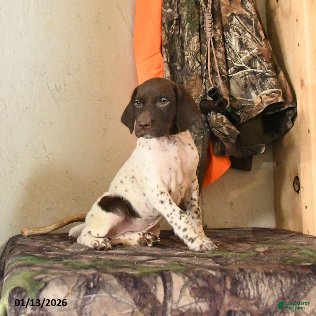 German Shorthaired Pointer dogs for sale: Holly - Ad 4