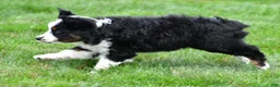 Miniature Australian Shepherd dogs for sale: Willow - Ad 9