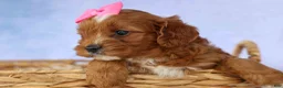 Cavapoo dogs for sale: Mia Rose🎀 - Ad 10