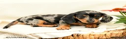 Miniature Dachshund dogs for sale: Gypsy  - Ad 4