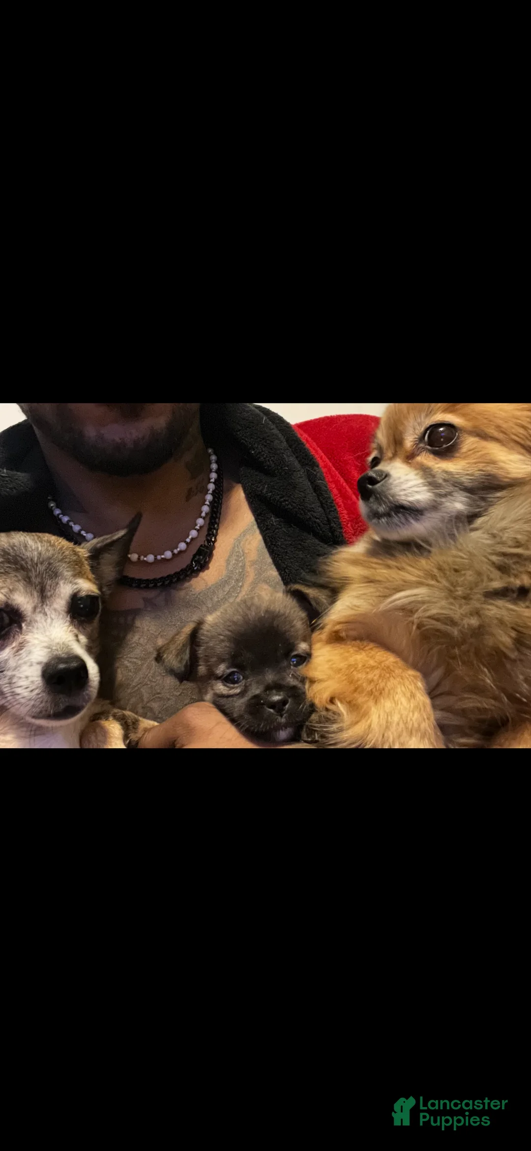 Mixed Breed dogs for sale: Chihuahua 4 - Ad 2