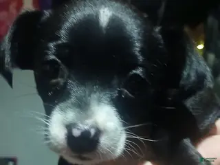 Chihuahua dogs Sunny , Chihuahua Puppy 3 - Ad 5