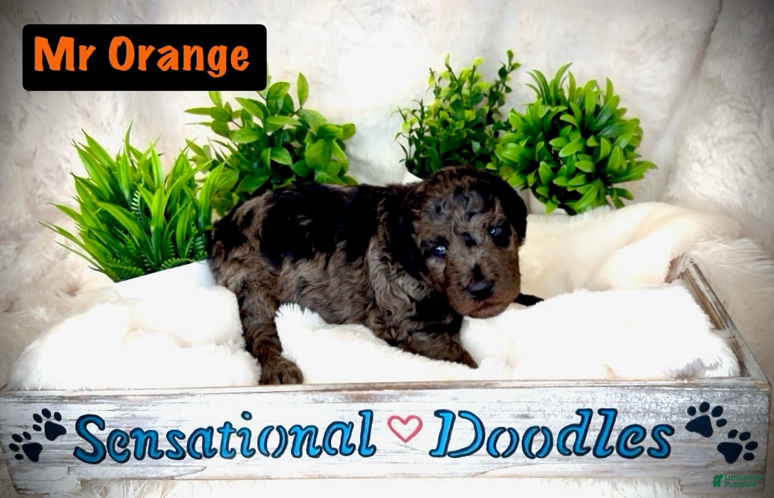 Goldendoodle dogs Mr. Orange - Ad 2