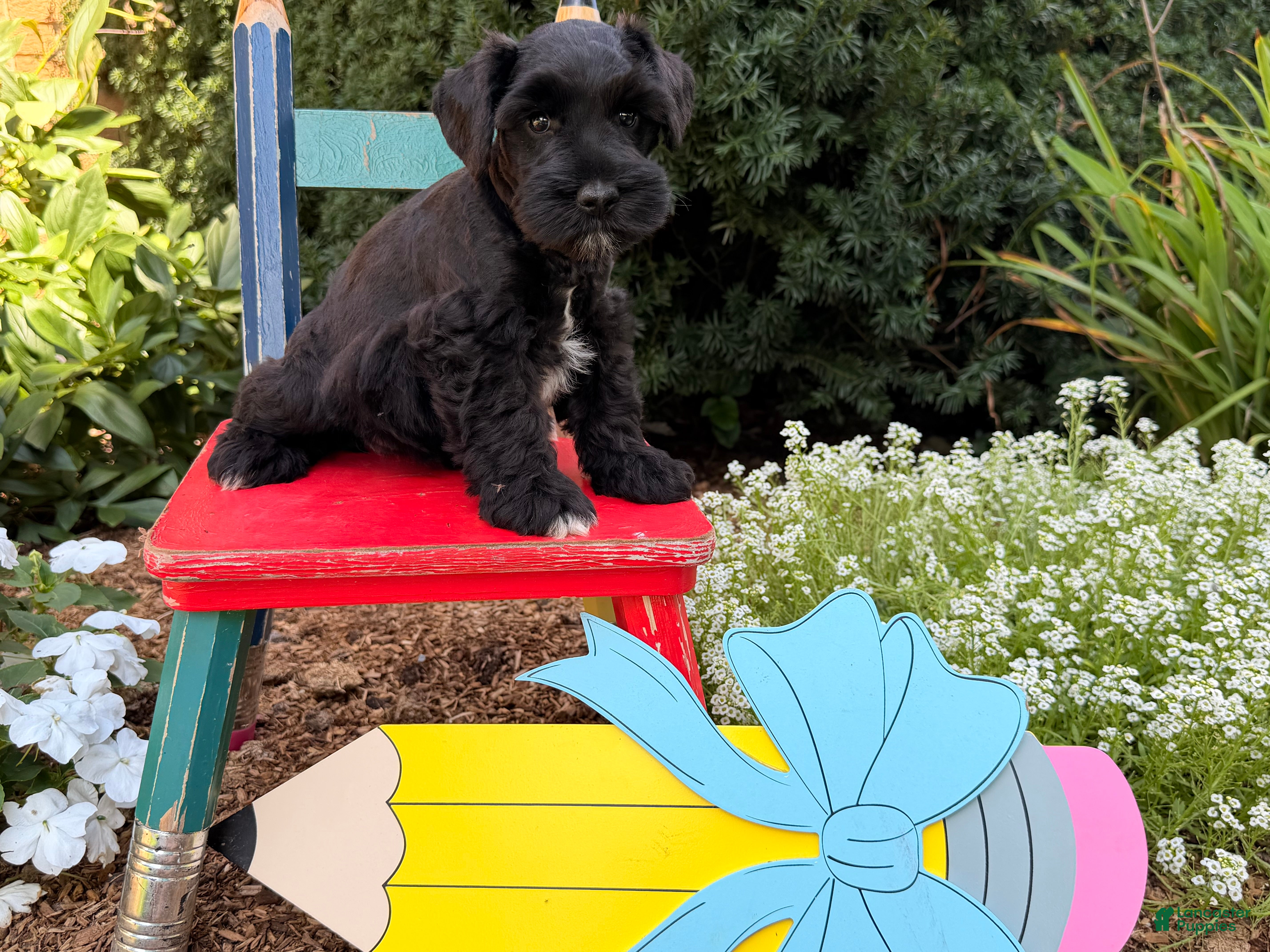 Miniature Schnauzer dogs Murphy - Ad 1