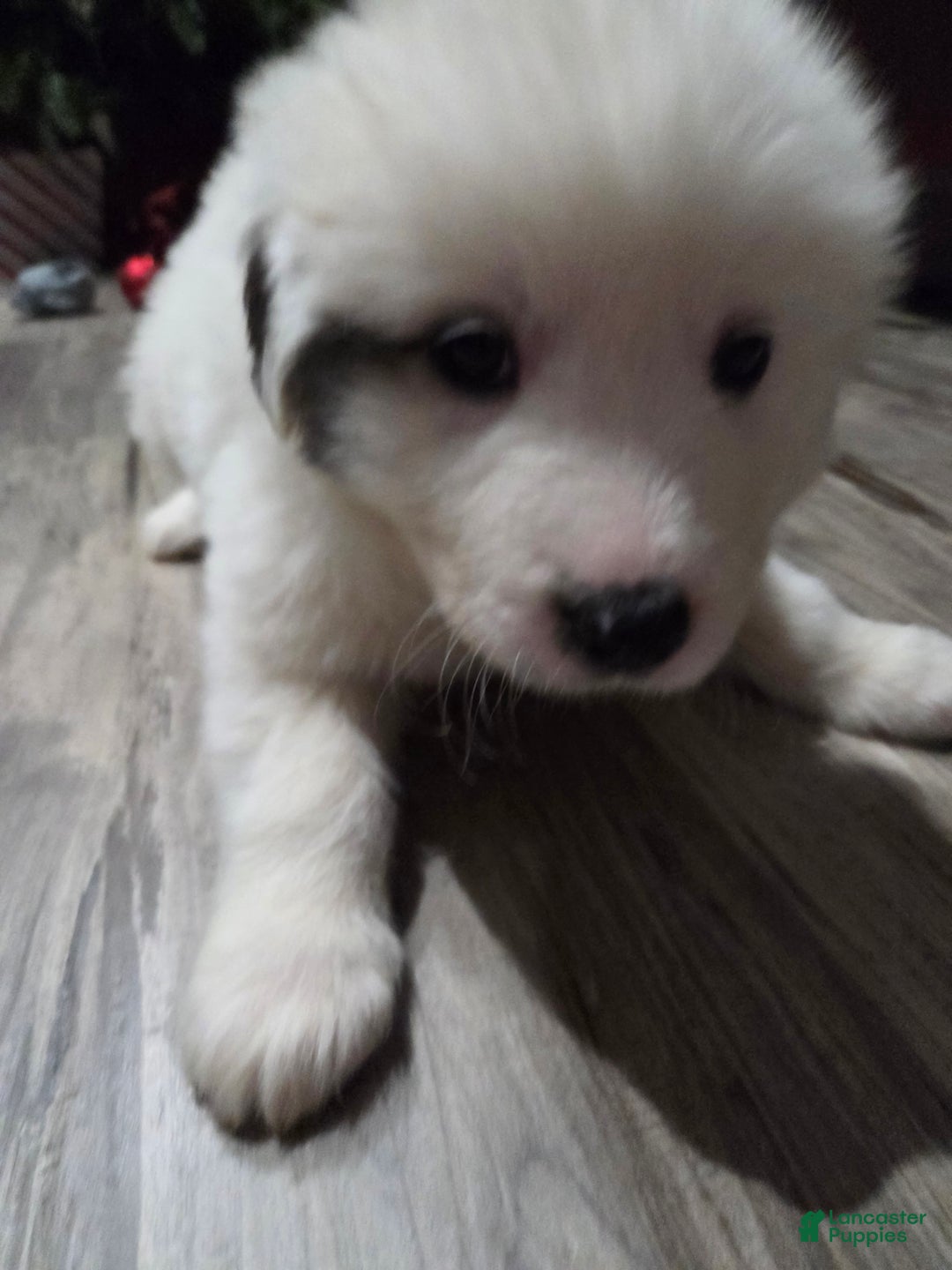 Great Pyrenees dogs for sale: Rita - Ad 8