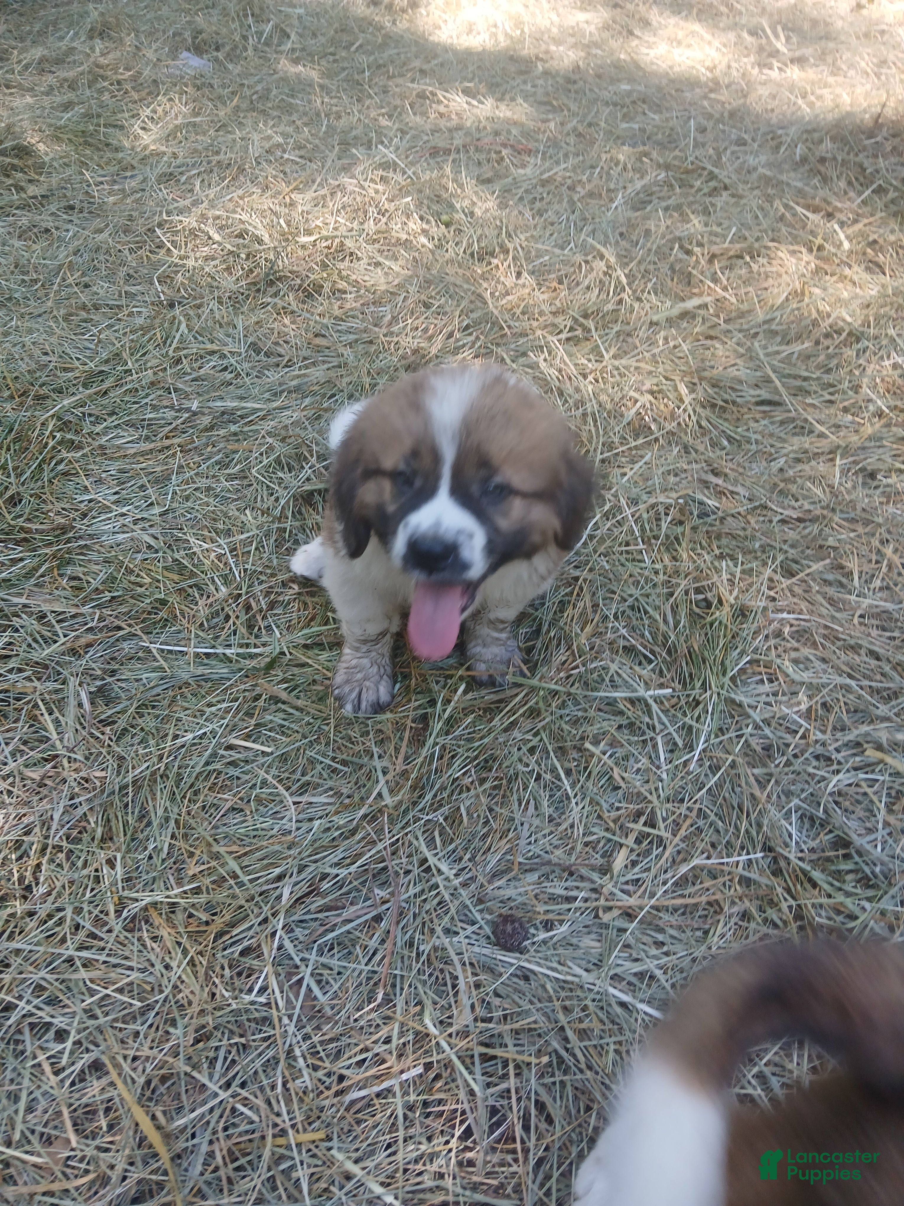 Saint Bernard dogs Saint Bernard 1 BOY - Ad 18
