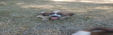 Saint Bernard 1 BOY