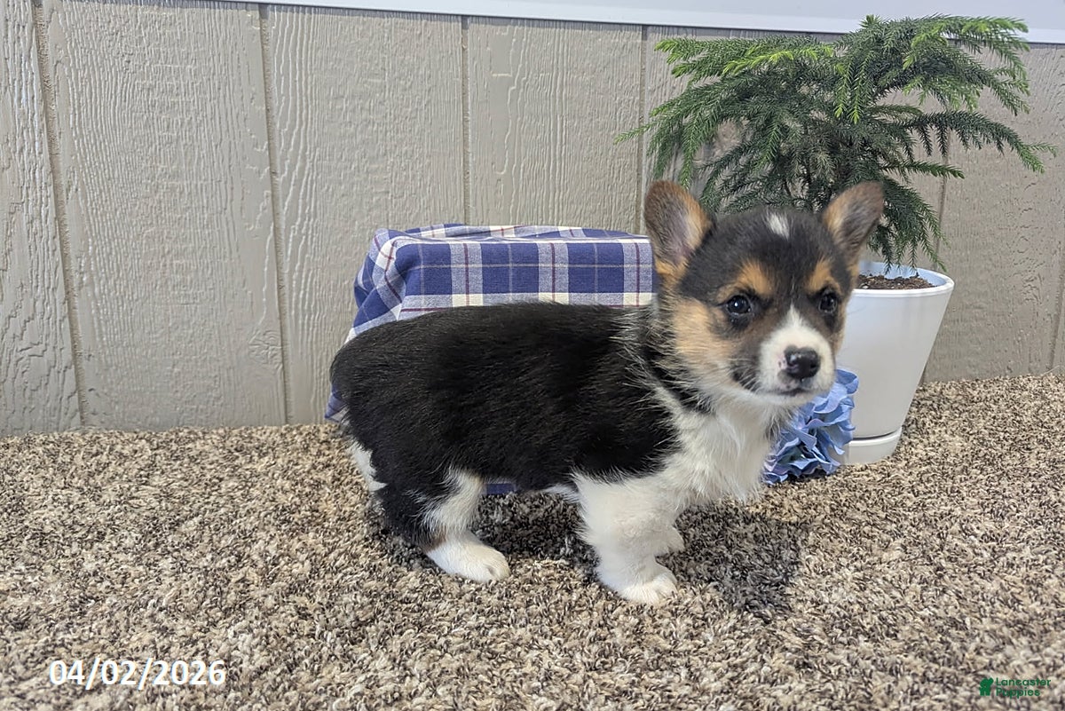 Welsh Corgi Pembroke dogs Cody - Ad 1