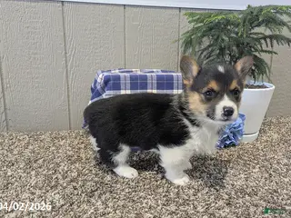 Welsh Corgi Pembroke dogs for sale: Cody - Ad 1