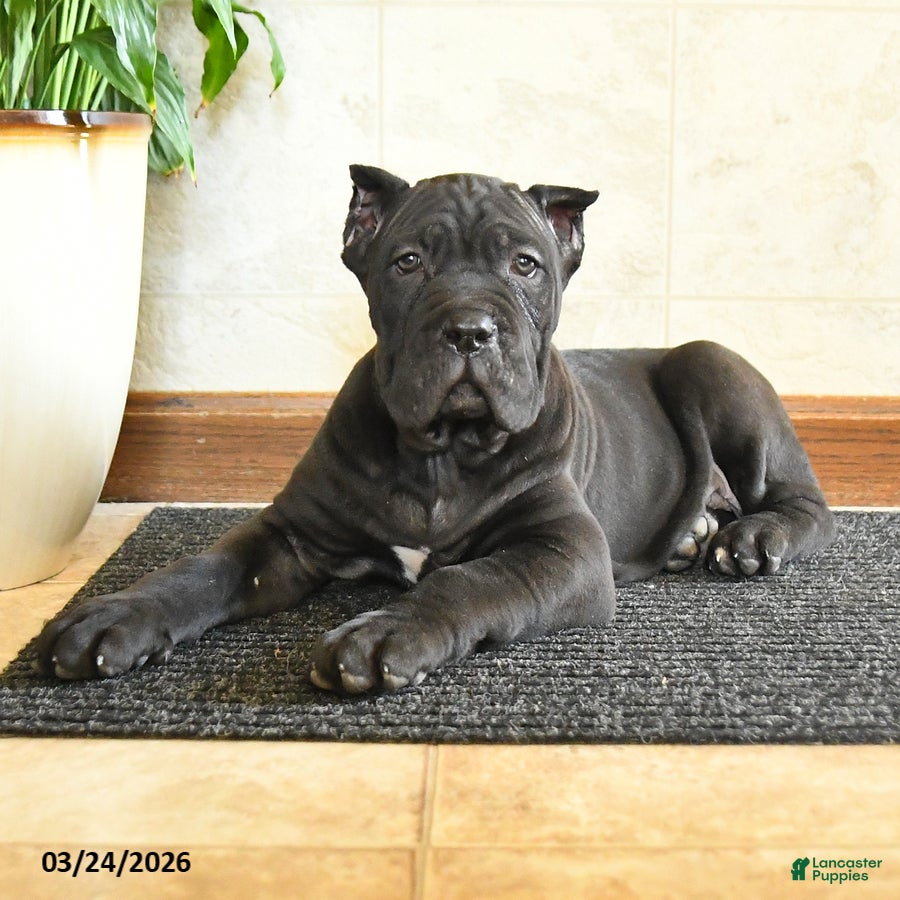 Cane Corso dogs Yukon - Ad 2