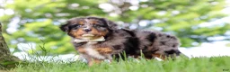 Mini Bernedoodle dogs for sale: Bumblebee - Ad 6