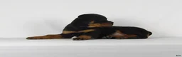 Rottweiler dogs for sale: Rottweiler Puppy 8 - Ad 4