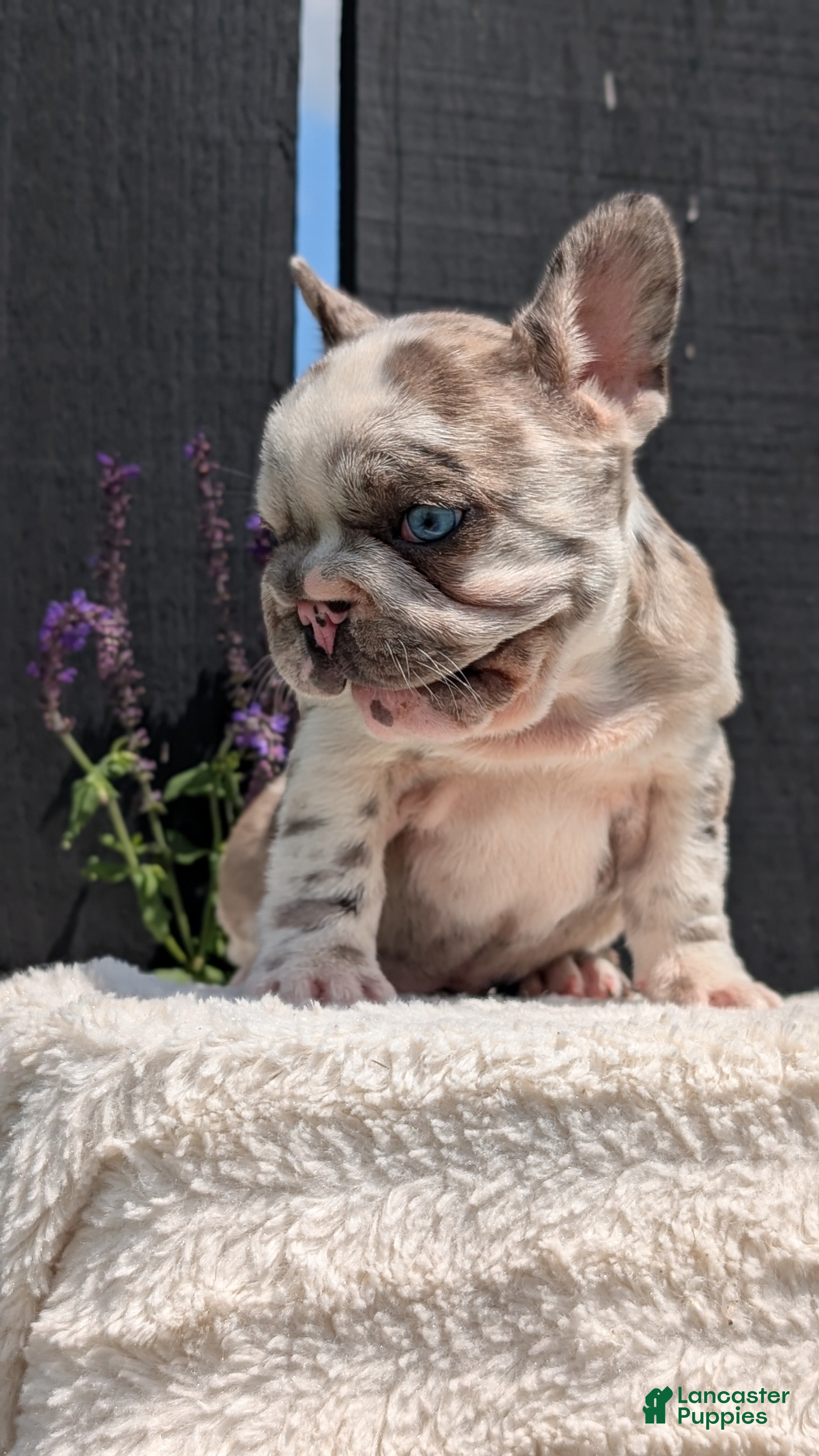 French Bulldog dogs Kya - Ad 2