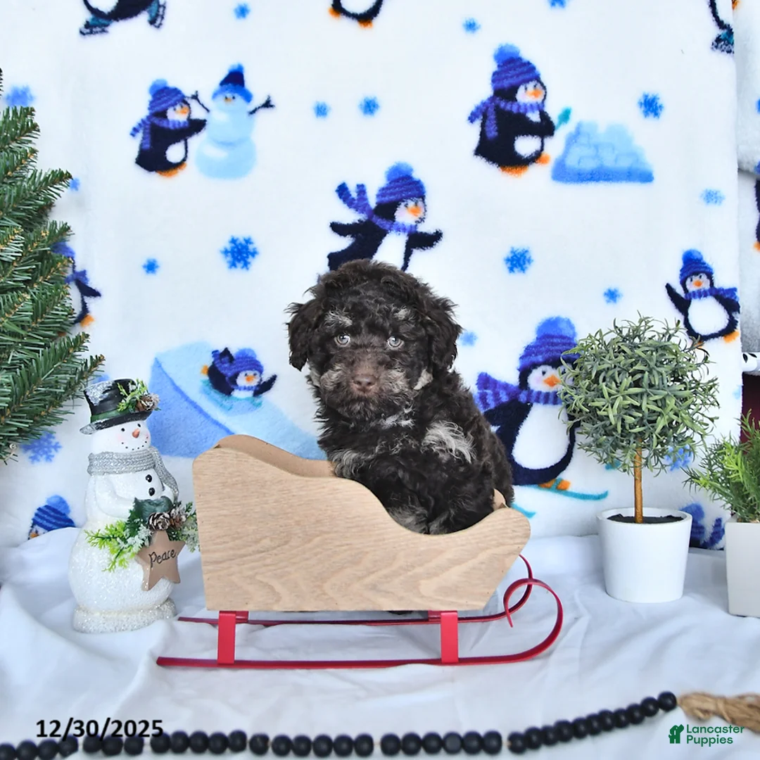 Miniature Poodle dogs for sale: Cocoa EXTRA SMALL - Ad 4