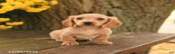 Miniature Dachshund dogs for sale: Daisy - Ad 2
