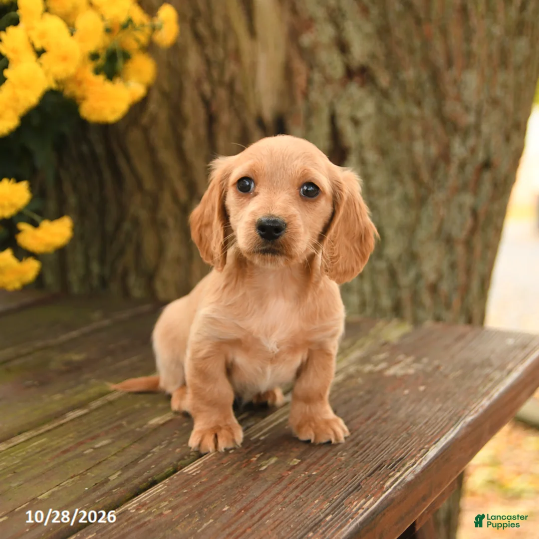 Miniature Dachshund dogs for sale: Daisy - Ad 2