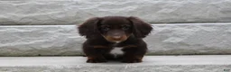 Miniature Dachshund dogs for sale: AKC Romeo - Ad 8