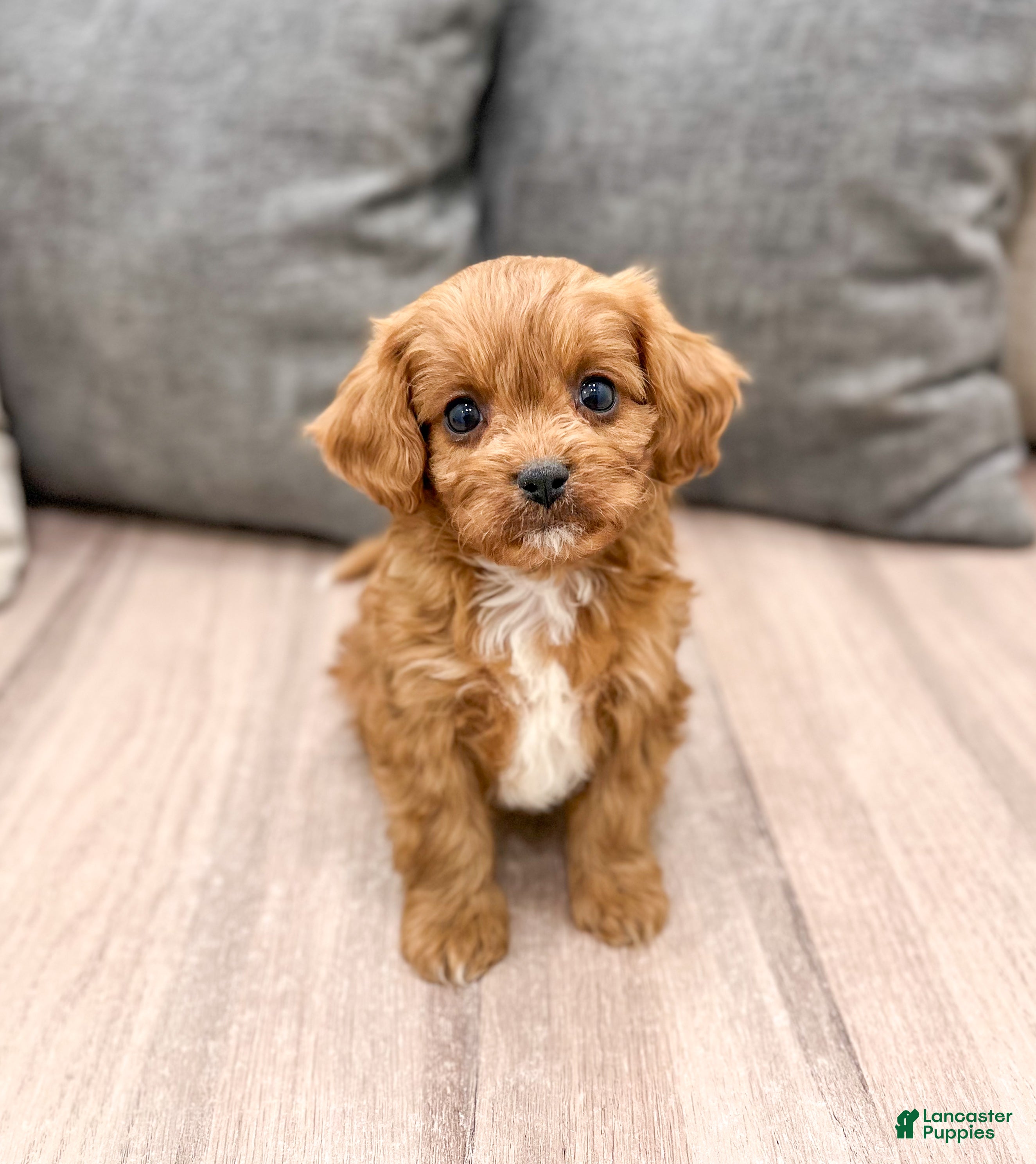 Cavapoo dogs Rocket - Ad 27