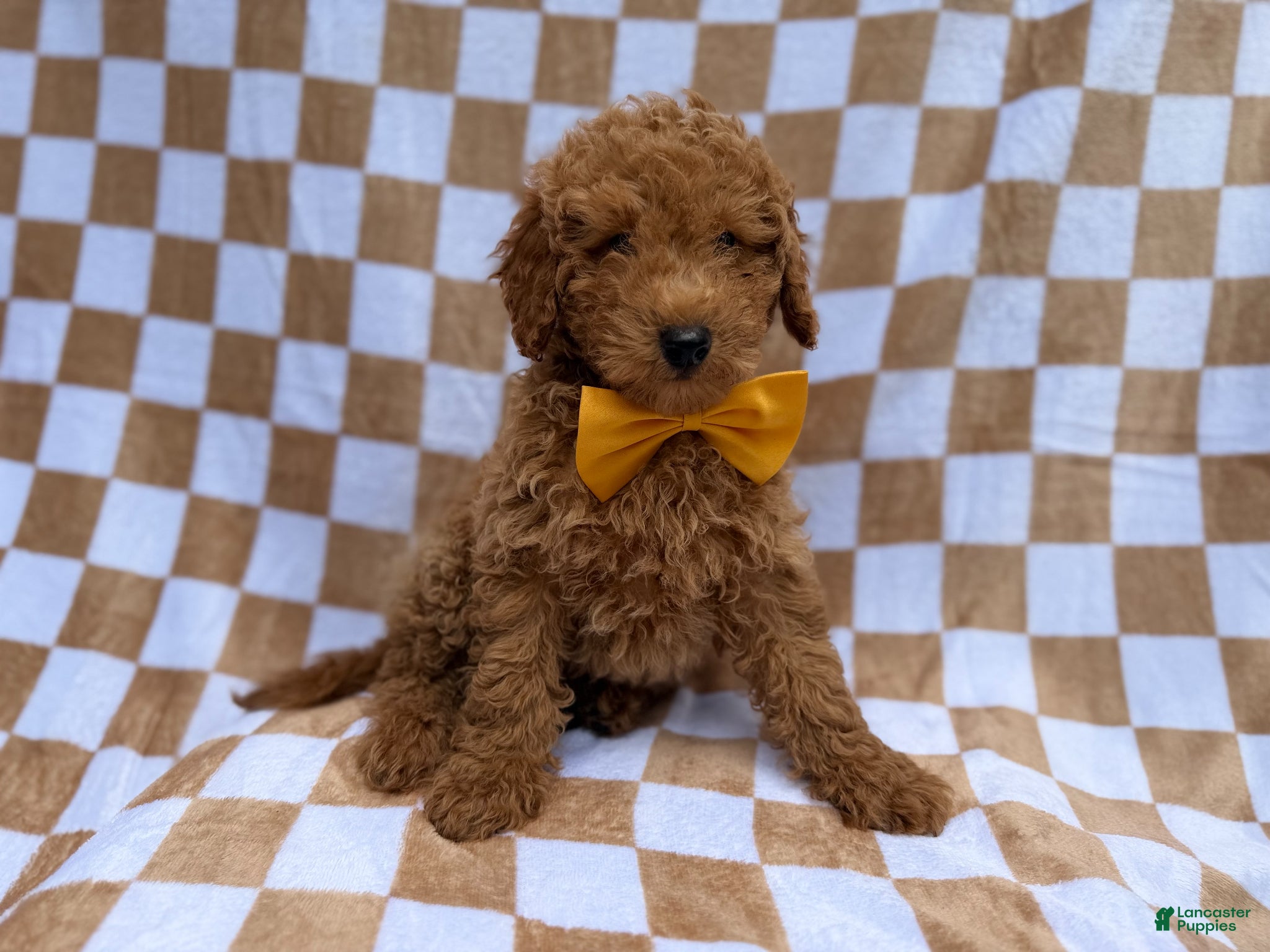 Miniature Poodle dogs Moose - Ad 11