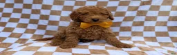 Miniature Poodle dogs for sale: Moose - Ad 1