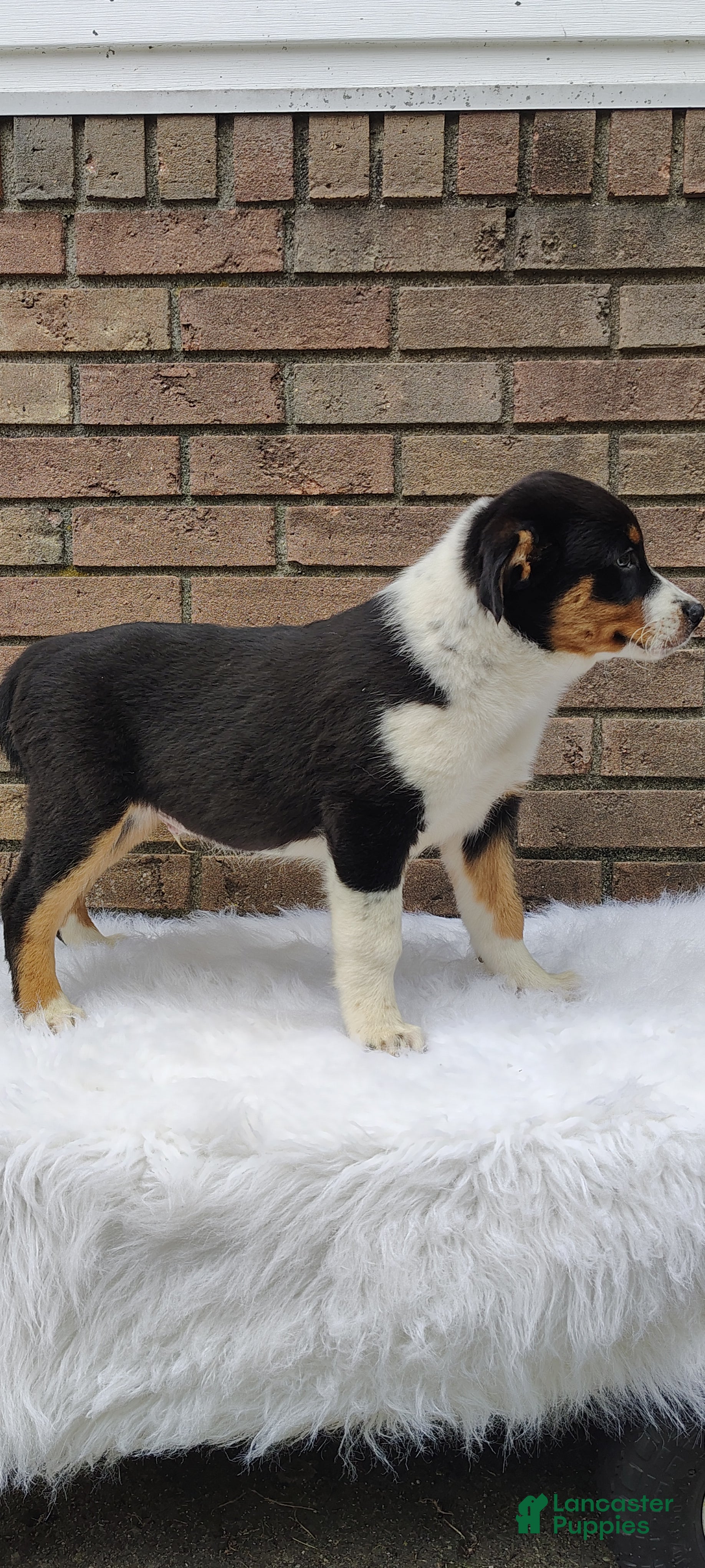 Mixed Breed dogs Andy - Ad 2