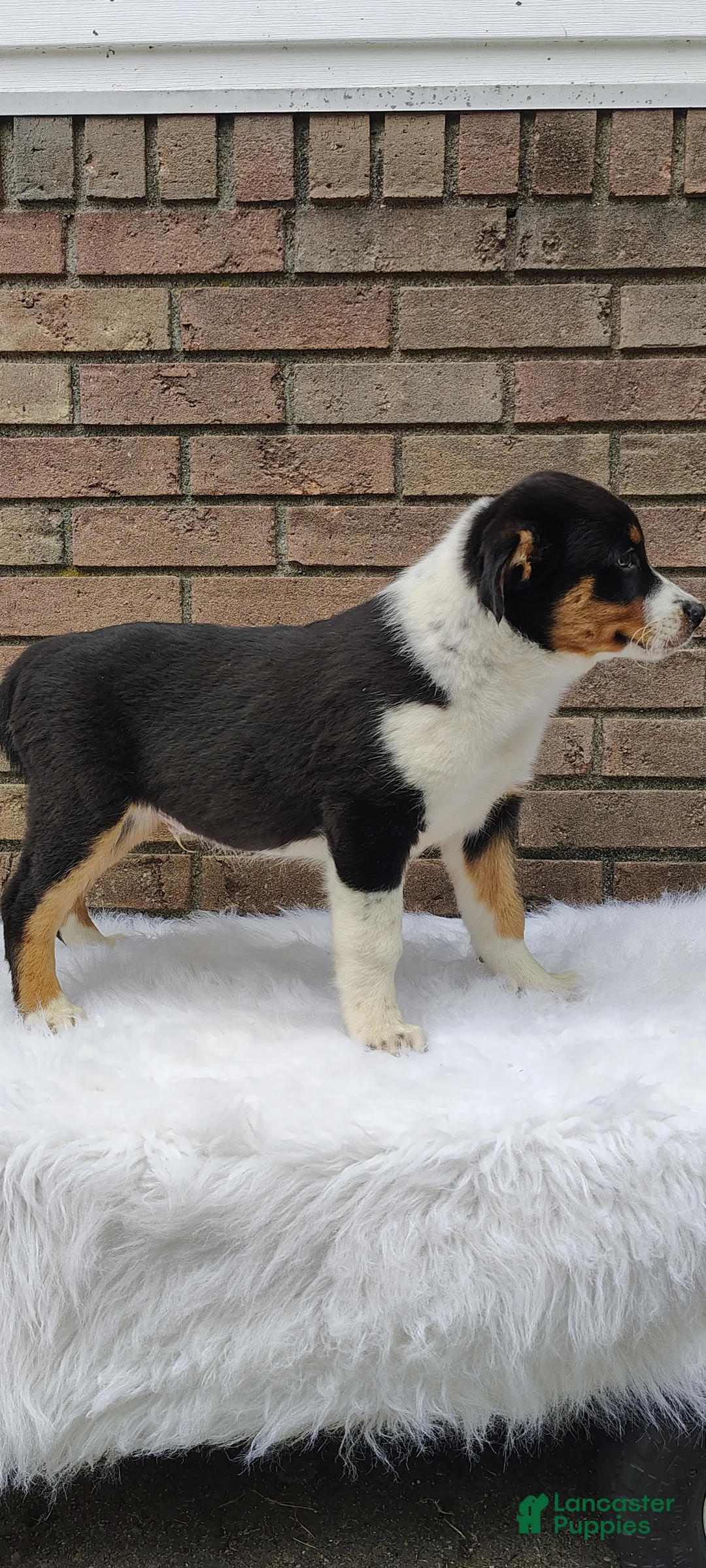 Mixed Breed dogs for sale: Andy - Ad 2