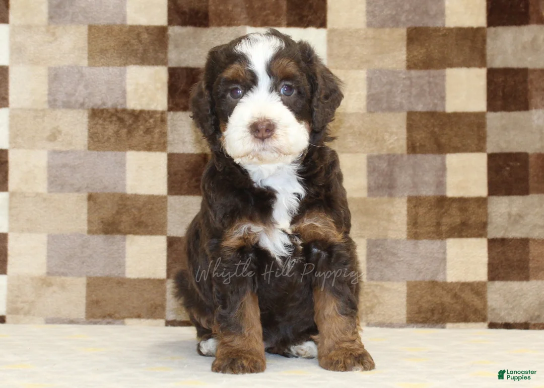 Mini Bernedoodle dogs for sale: Haley - Ad 3