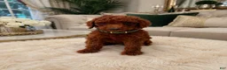Standard Poodle dogs for sale:  Fiona  - Ad 1