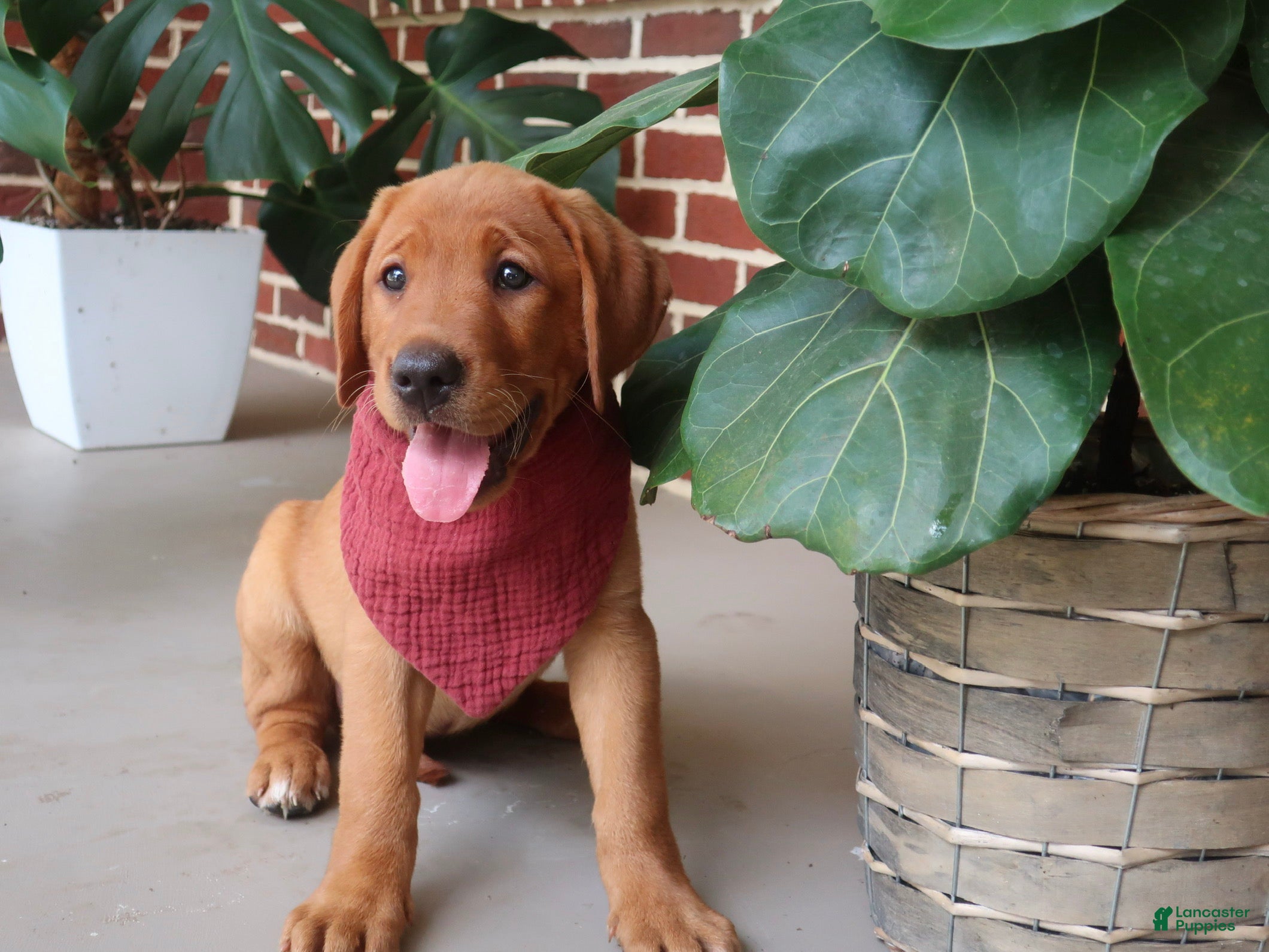 Labrador Retriever dogs Oakley - Ad 1