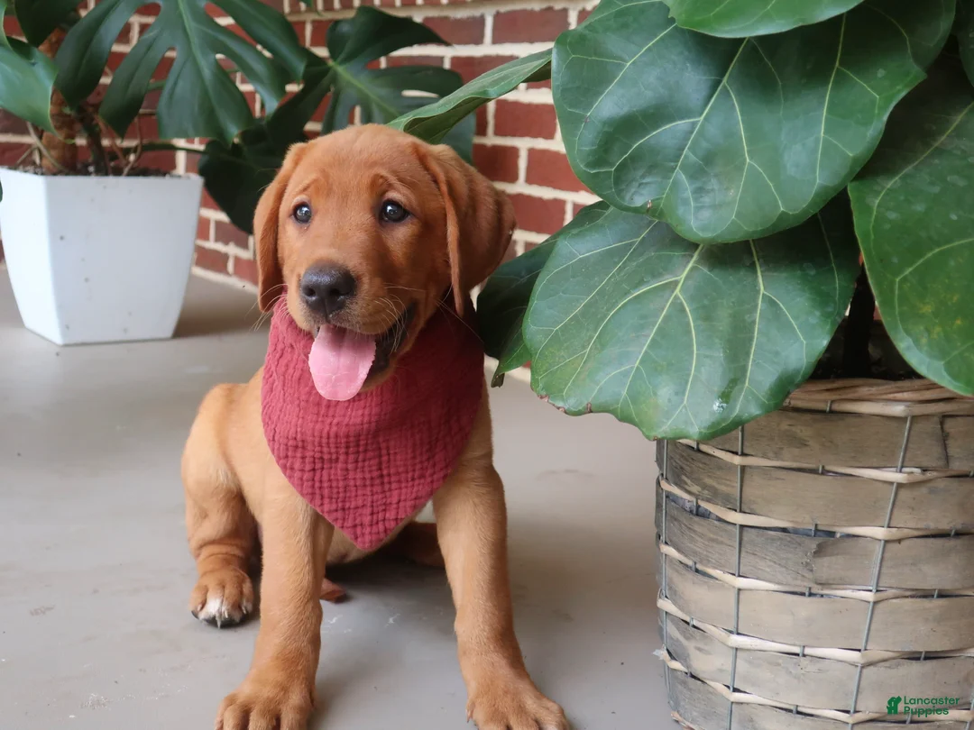 Labrador Retriever dogs for sale: Oakley - Ad 1