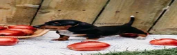 Miniature Dachshund dogs for sale: DNA Clear Black & Tan Piebald Smooth Coat Dachshund Puppy - Ad 4