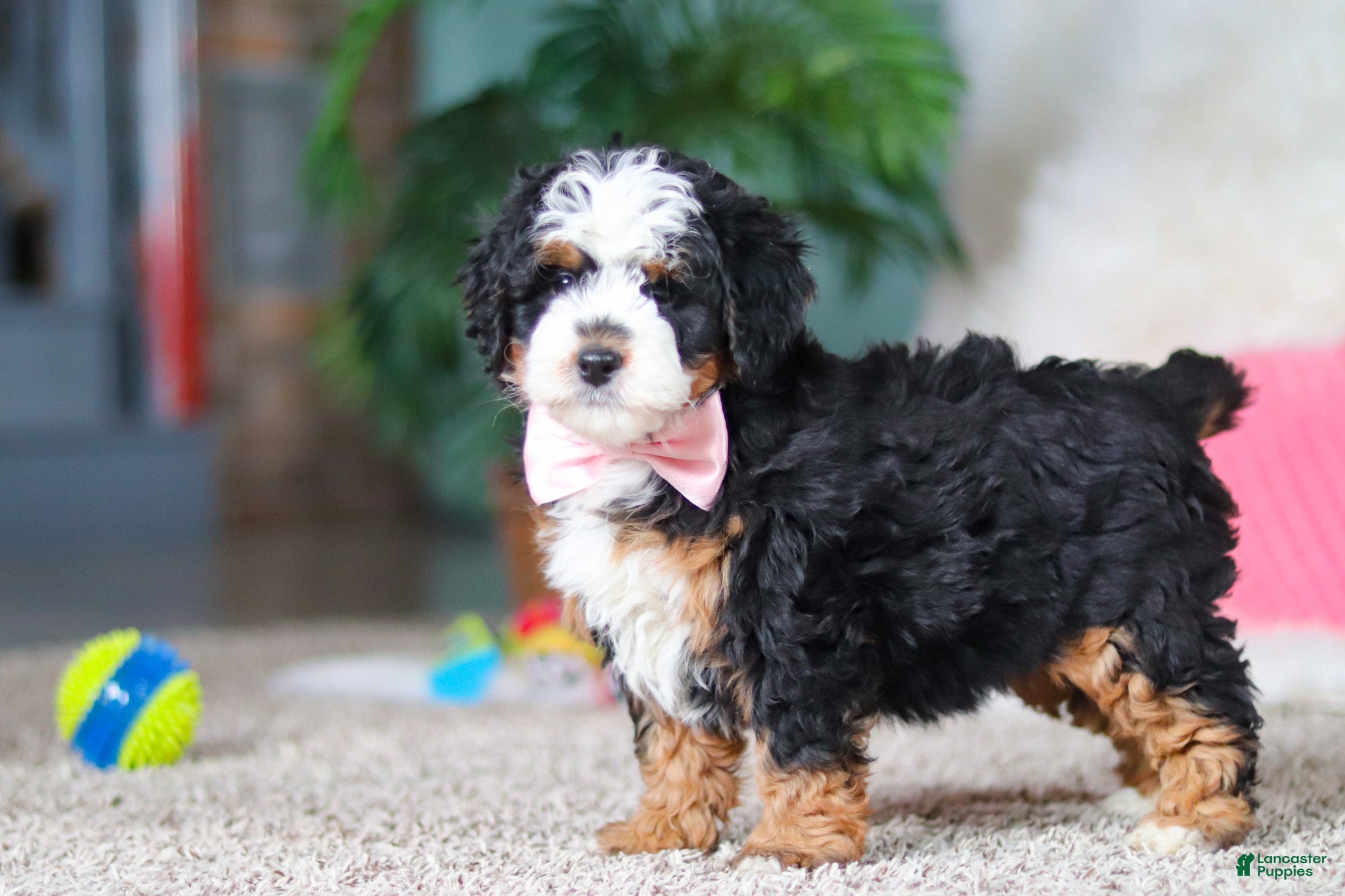 Mini Bernedoodle dogs Ruby - Ad 2