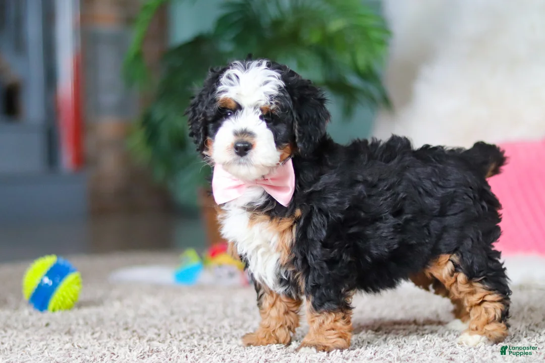Mini Bernedoodle dogs for sale: Ruby - Ad 2