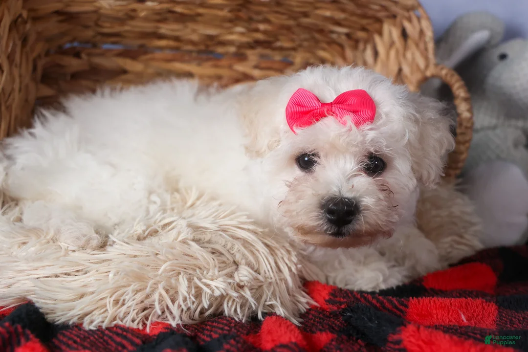 Bichon Frise dogs for sale: Dorria - Ad 11