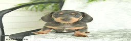Miniature Dachshund dogs for sale: Gem  - Ad 3