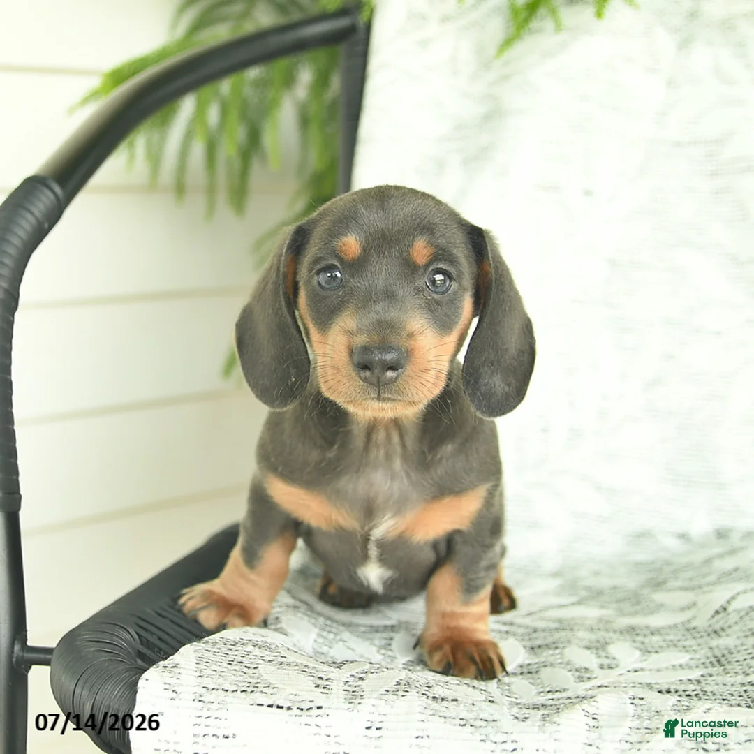 Miniature Dachshund dogs for sale: Gem  - Ad 3