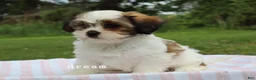 Mixed Breed dogs for sale: Gemma - Ad 6