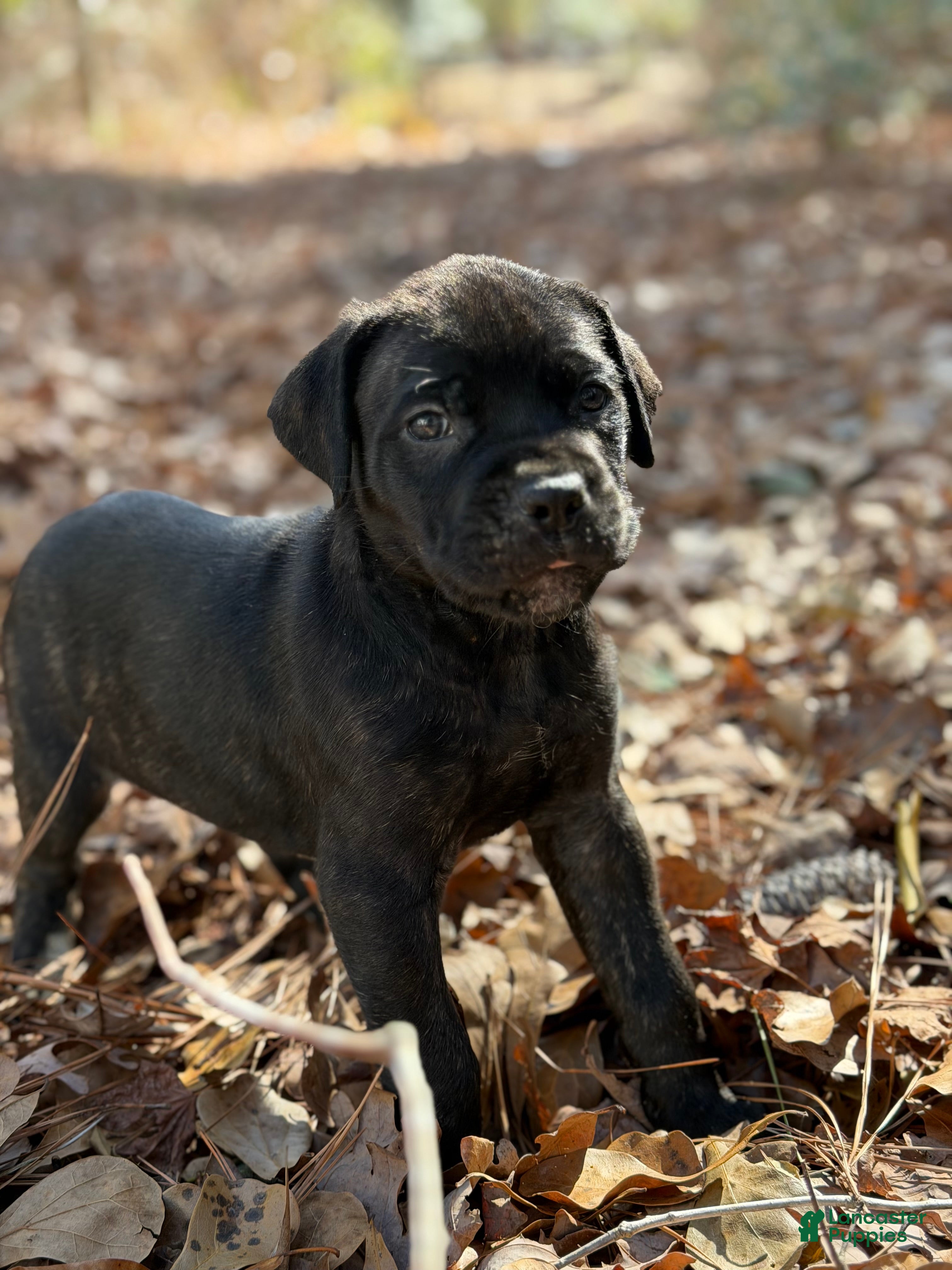 Cane Corso dogs Apollo - Ad 20